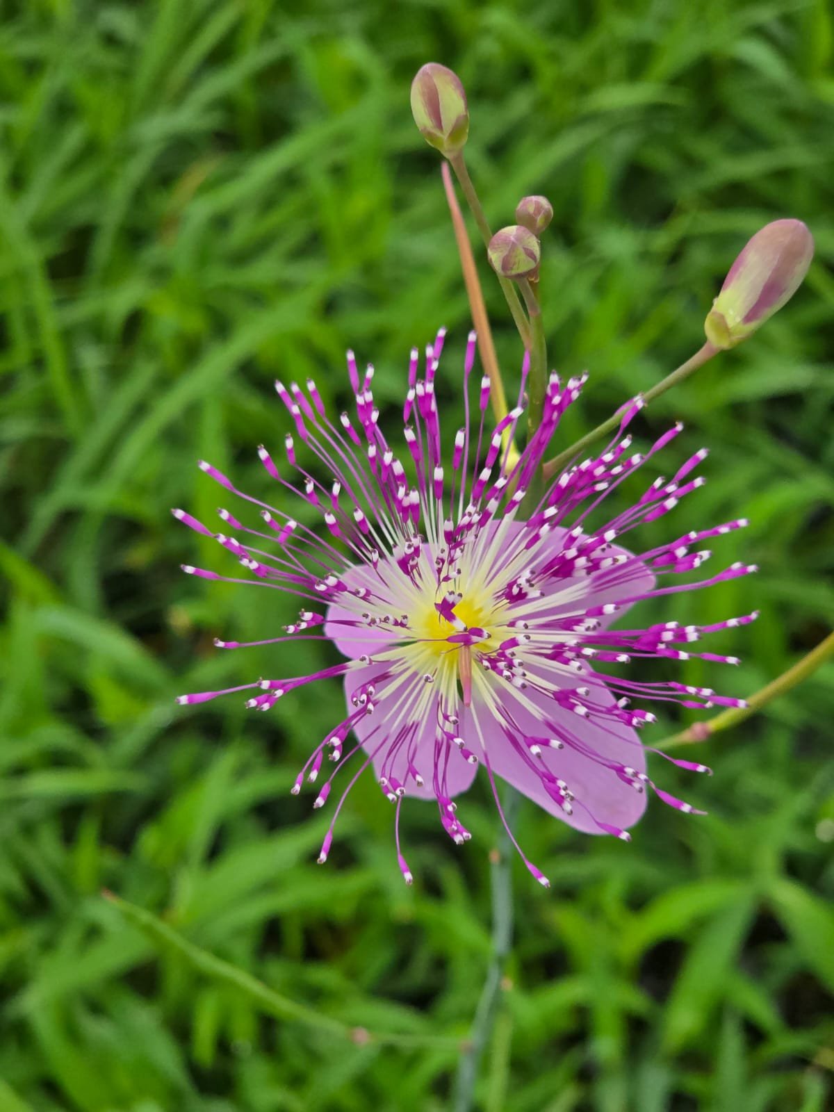 A Riot of Wildflowers on Ratnagiri’s Laterite Plateaus