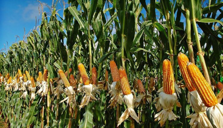 Advanced Maize Seeds and Agricultural Support Transform Farmer Shubham Dubey’s Journey