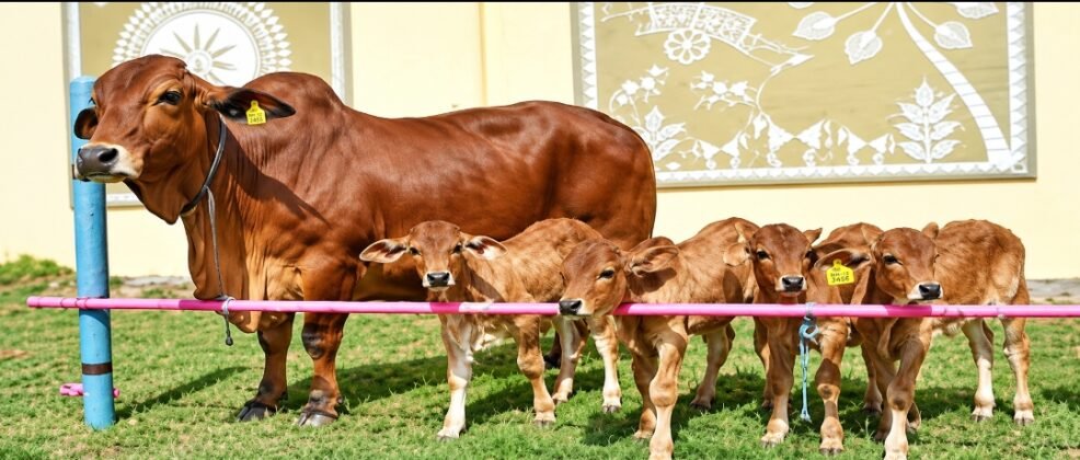 Maharashtra’s New White Revolution: From Traditional Cattle Rearing to Embryo Creation in the Laboratory