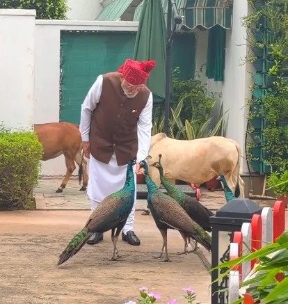 PM Modi Shares Heartwarming Glimpses of Morning Routine With Peacocks, Cattle