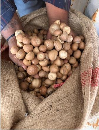 DRI uncovers large-scale illegal use of SAFTA agreement in areca imports