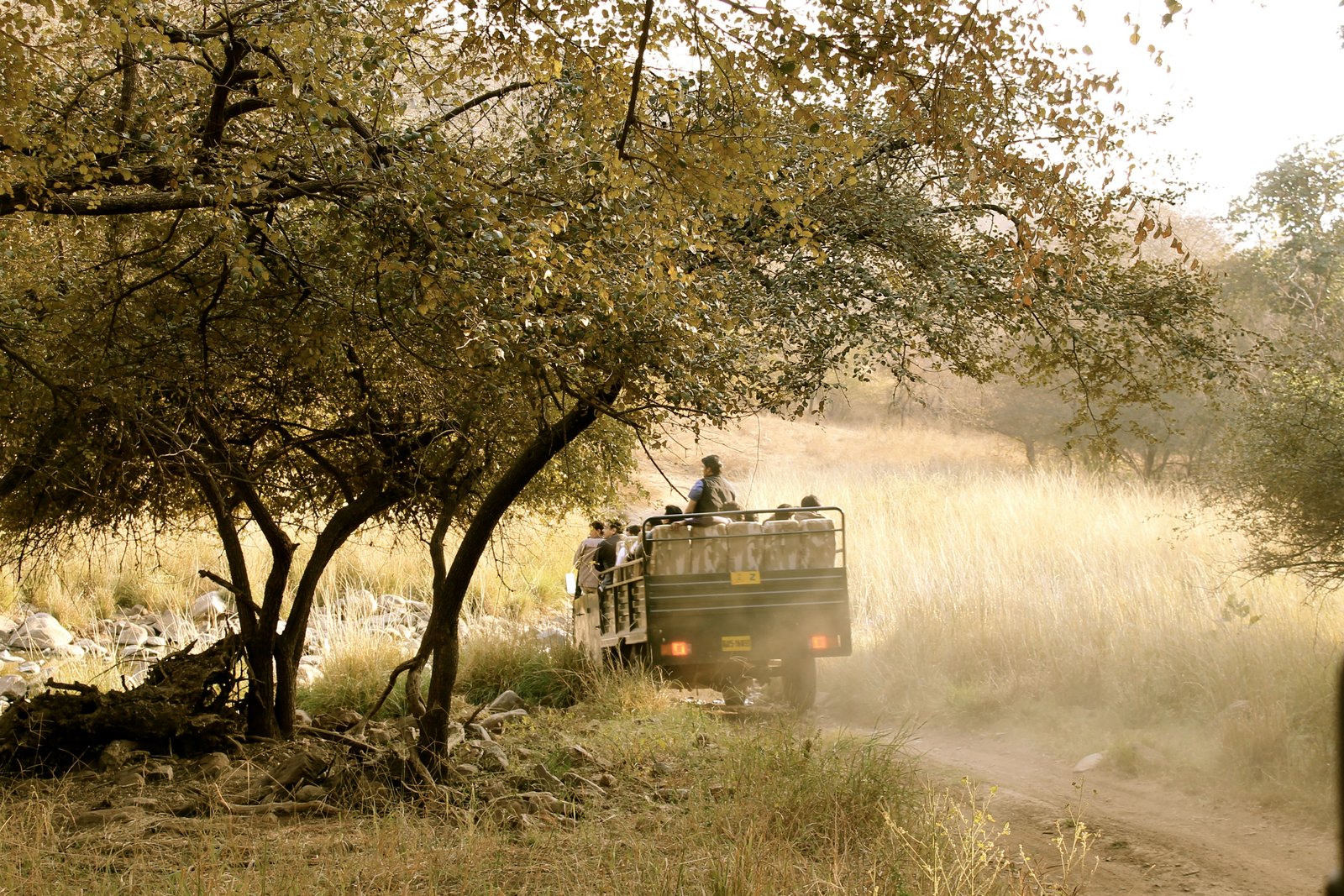 12 Best Safari Destinations in the World: From Kenya’s Big Cats to the Galápagos’ Wild Wonders