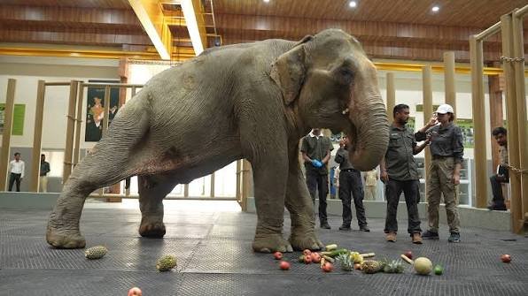 Flood-Rescued Elephant Joymoti Airlifted To Vantara For Specialised Hospital Care