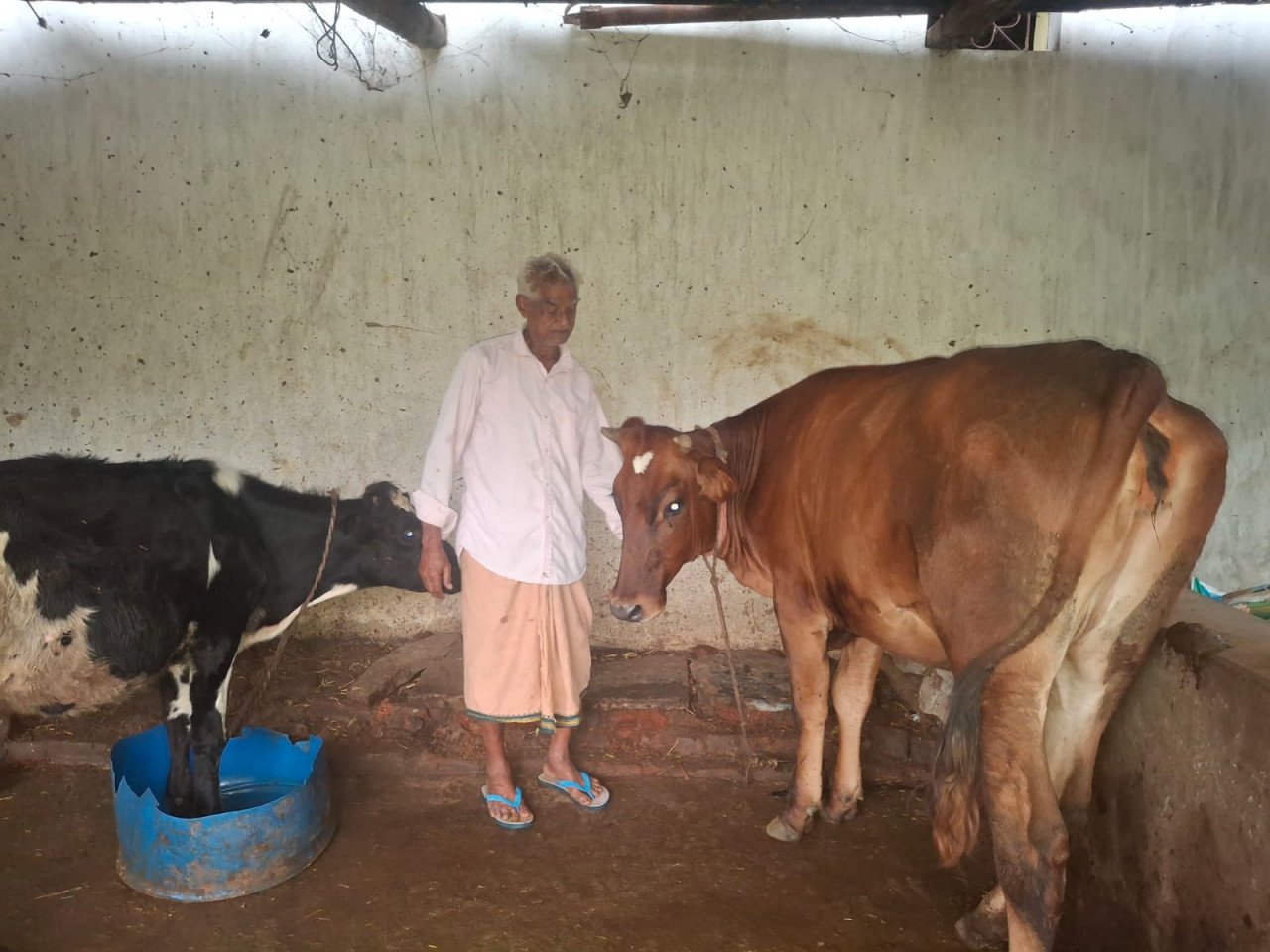 75-Year-Old Parshuram Gupta Becomes Self-Reliant with 10 Cows After Saving PM-KISAN Instalments