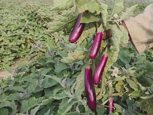 Grafted Crops Flourish on Barren Land