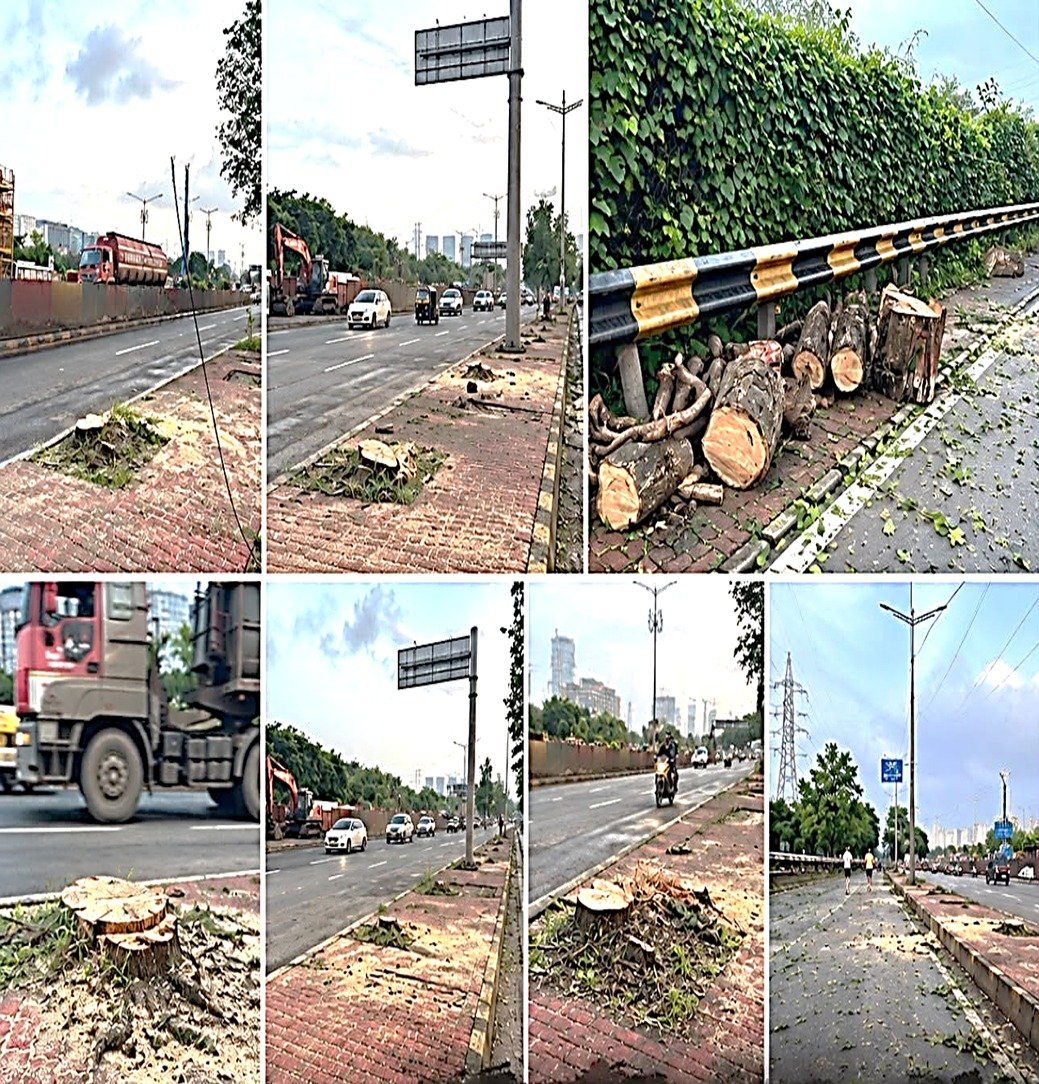 Several Pink Trumpet Trees Has Disappeared Along the Eastern Express Highways.