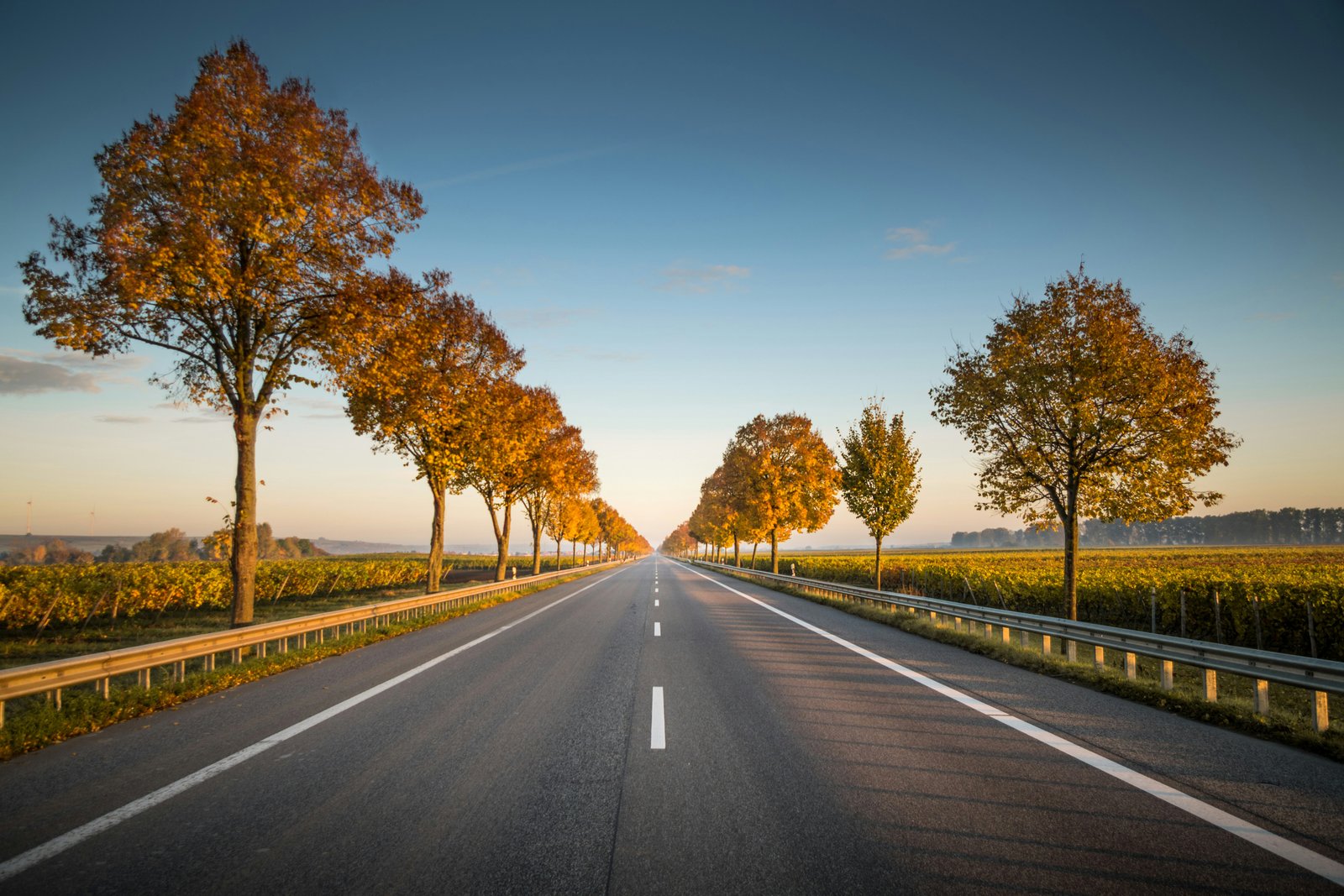NHAI Tightens Plantation Compliance for Highway Completion Certificates
