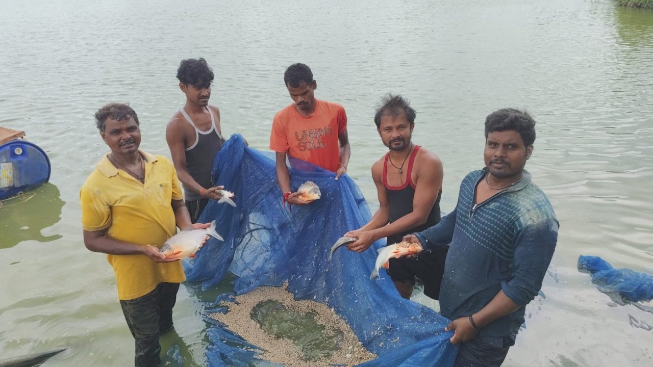 Fish Farming Alongside Paddy Cultivation Transforms Farmers’ Lives