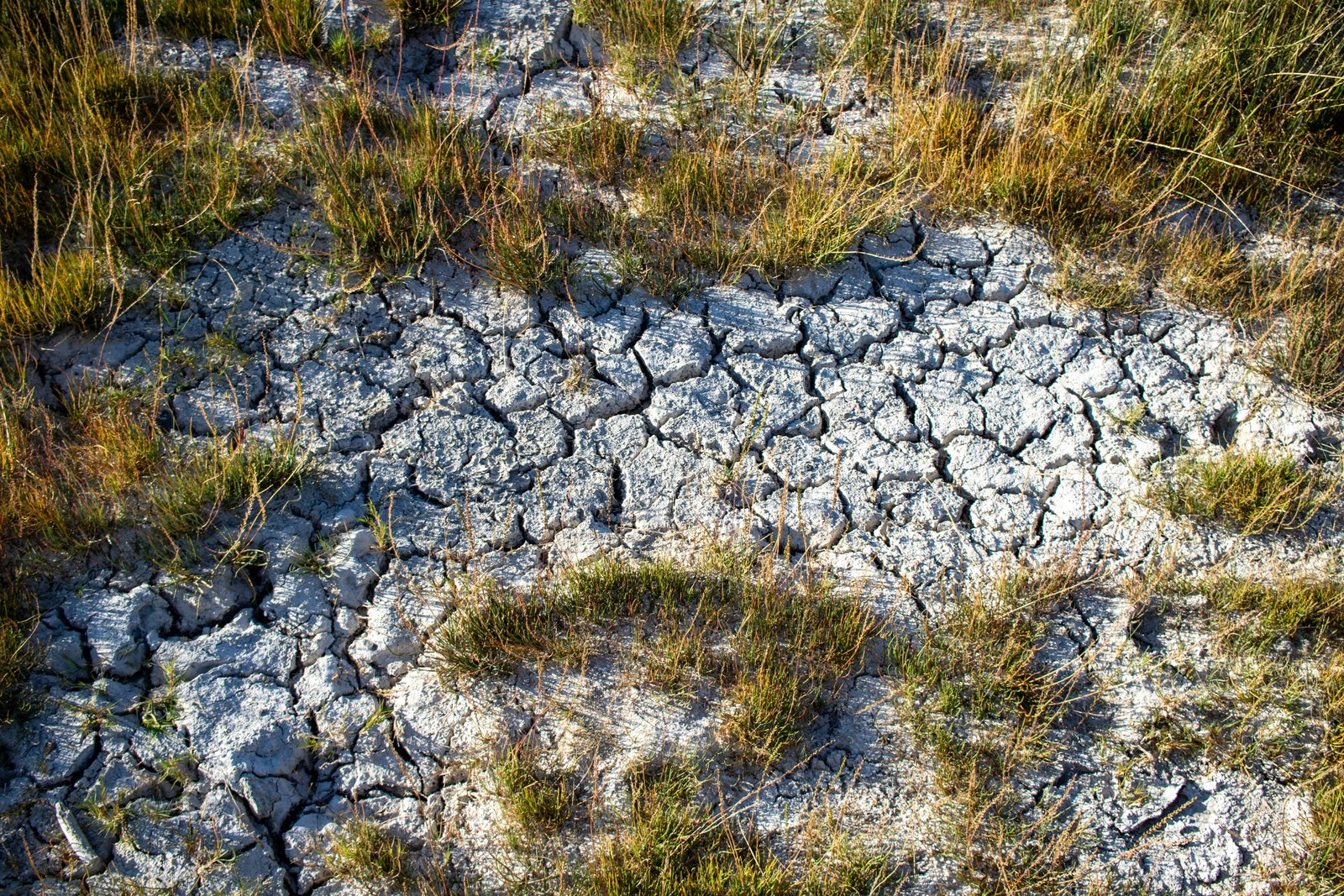 Scientists Have Revealed That Heat Waves On Land Start Earlier And Develop Faster.