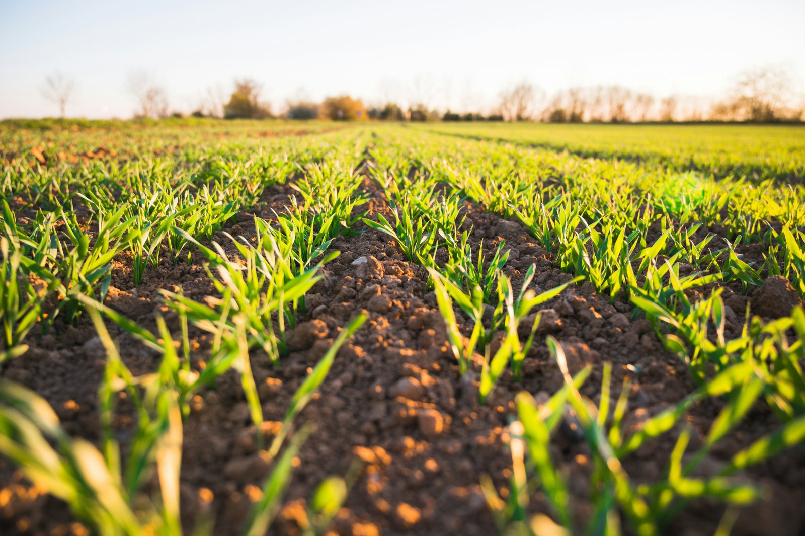 Cabinet approves Minimum Support Prices (MSP) for Rabi Crops for Marketing Season 2027-28