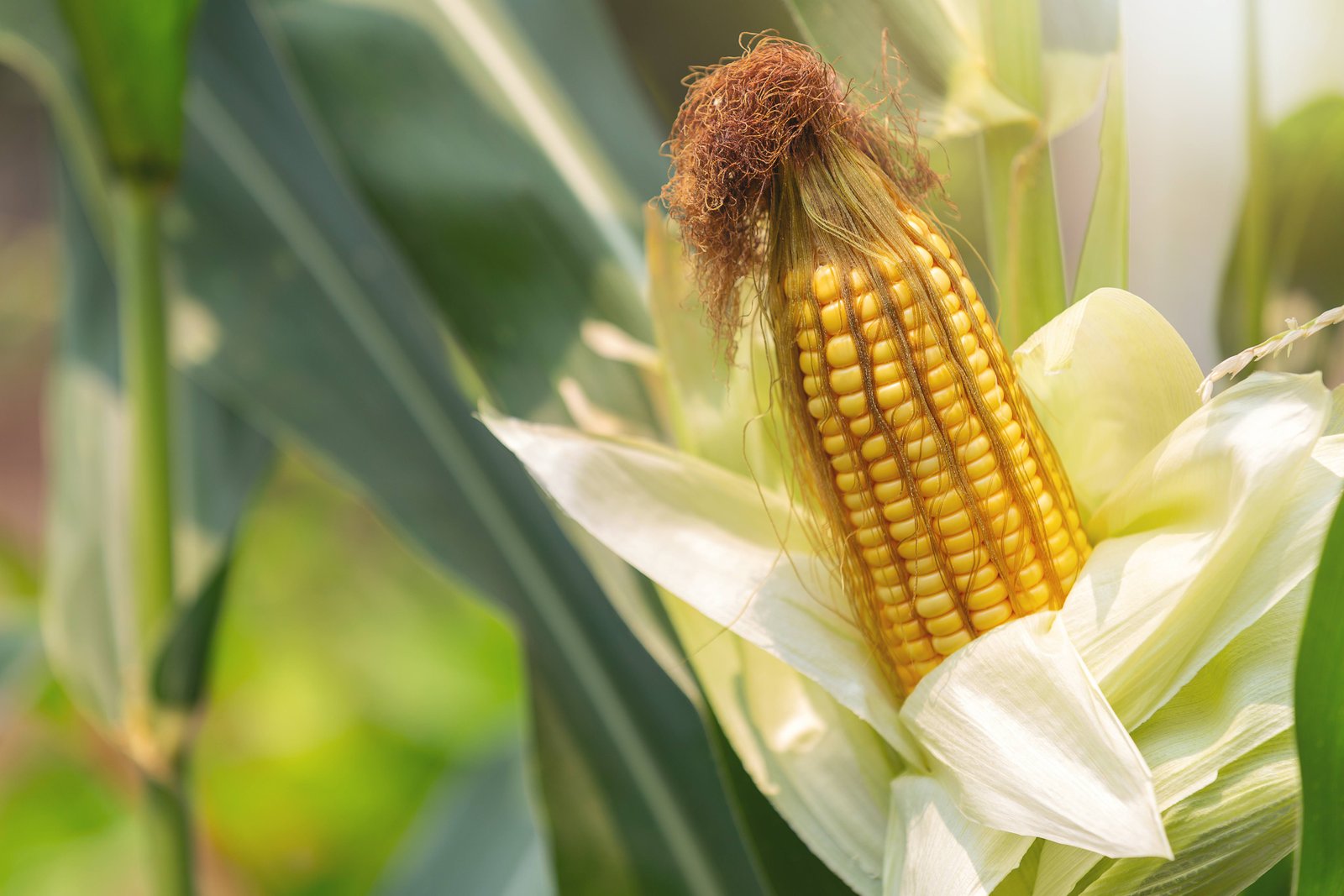 Procurement of maize, pearl millet and sorghum to continue until December 31