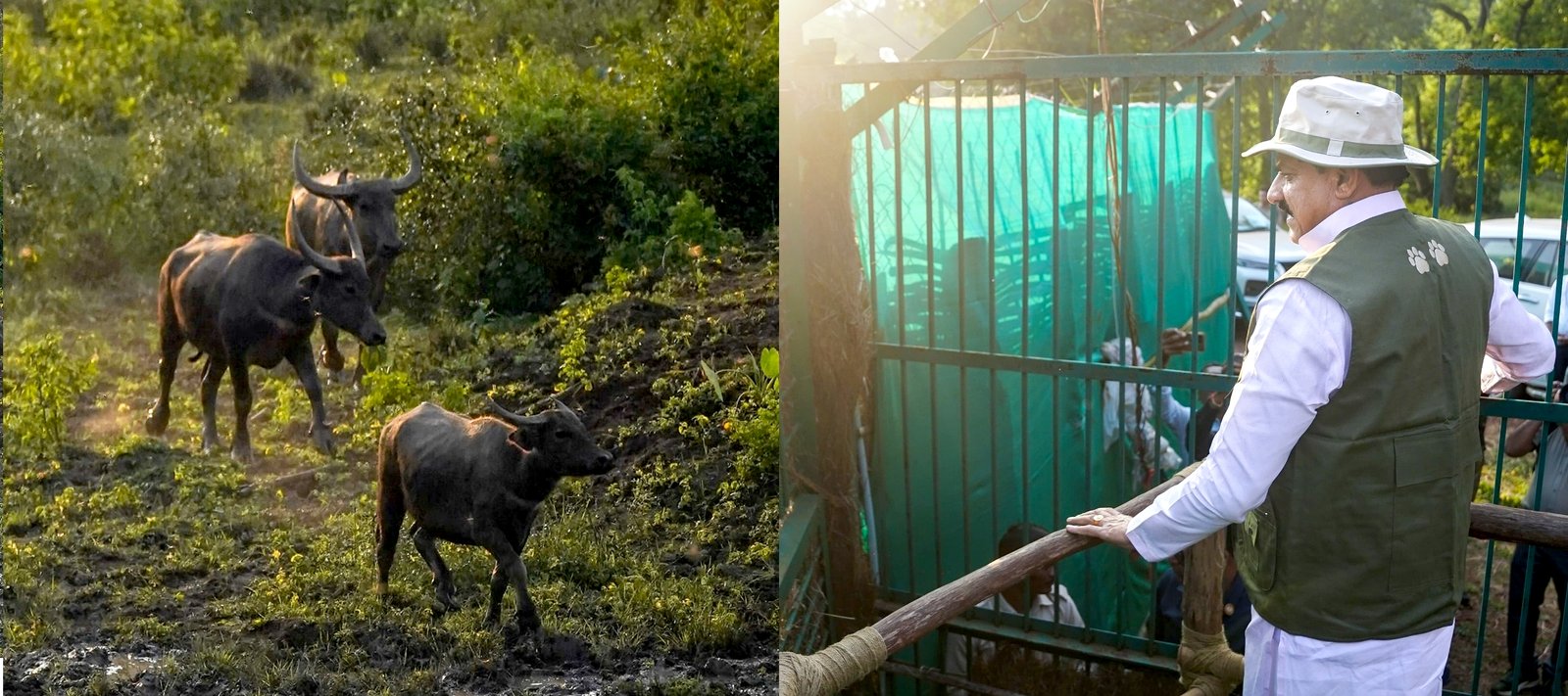 Wild Buffaloes Return to Kanha after a Century