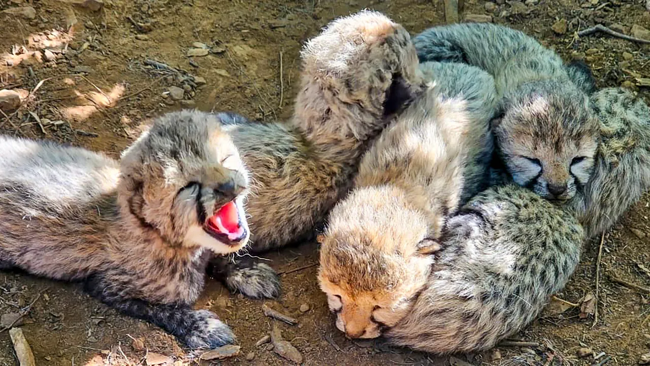 Eight-Month-Old Cheetah Cub Dies at Kuno National Park, India’s Population Falls to 59