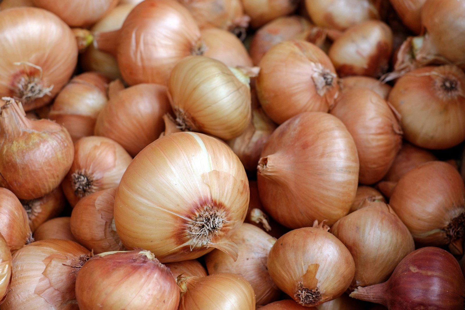First-Ever Kanda Express to Reach Agartala to Strengthen Onion Availability in the North-East