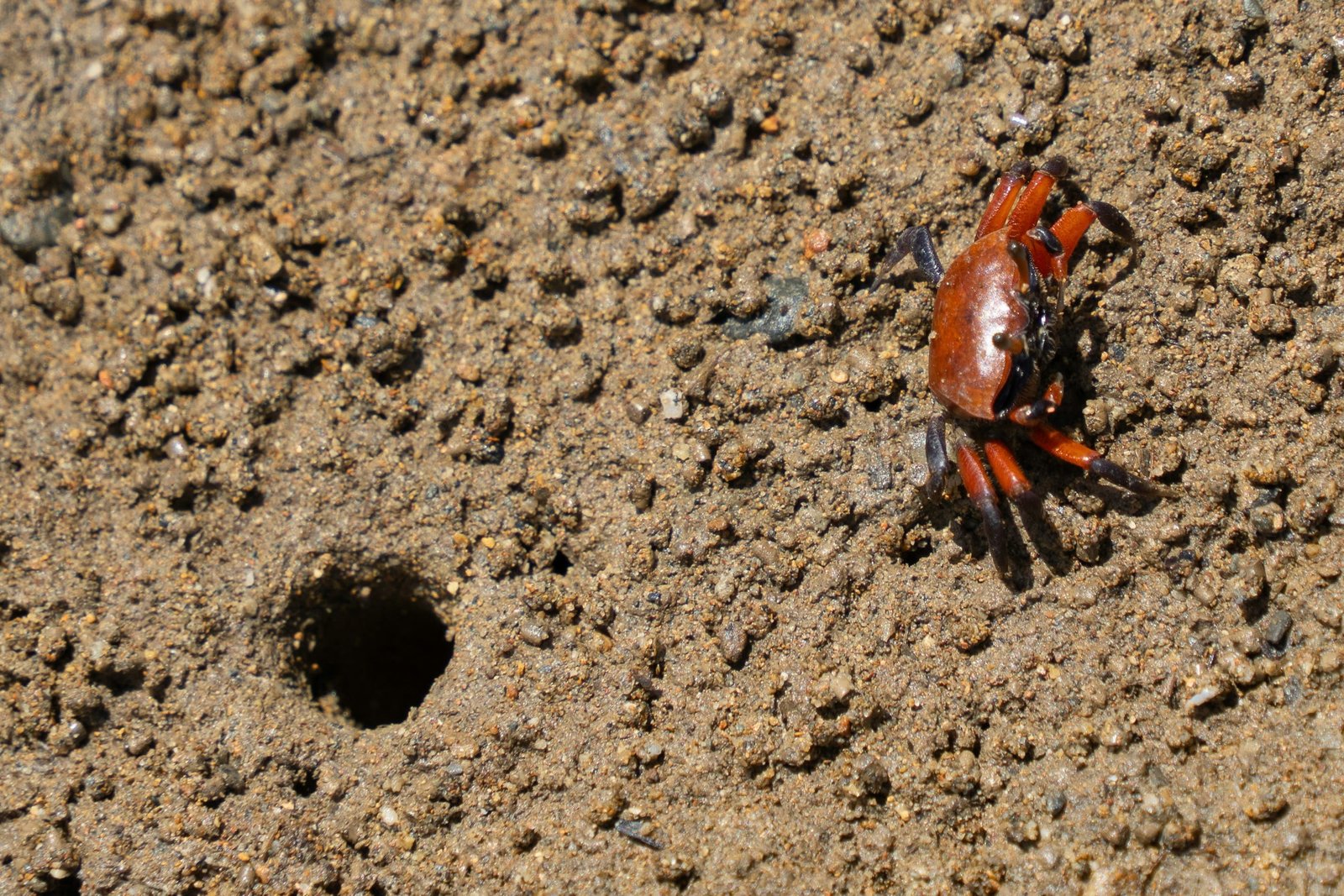 Goa Plans to Expand Mud Crab Farming, Andhra Pradesh Model Shows Rs 68,000 Profit Per Acre