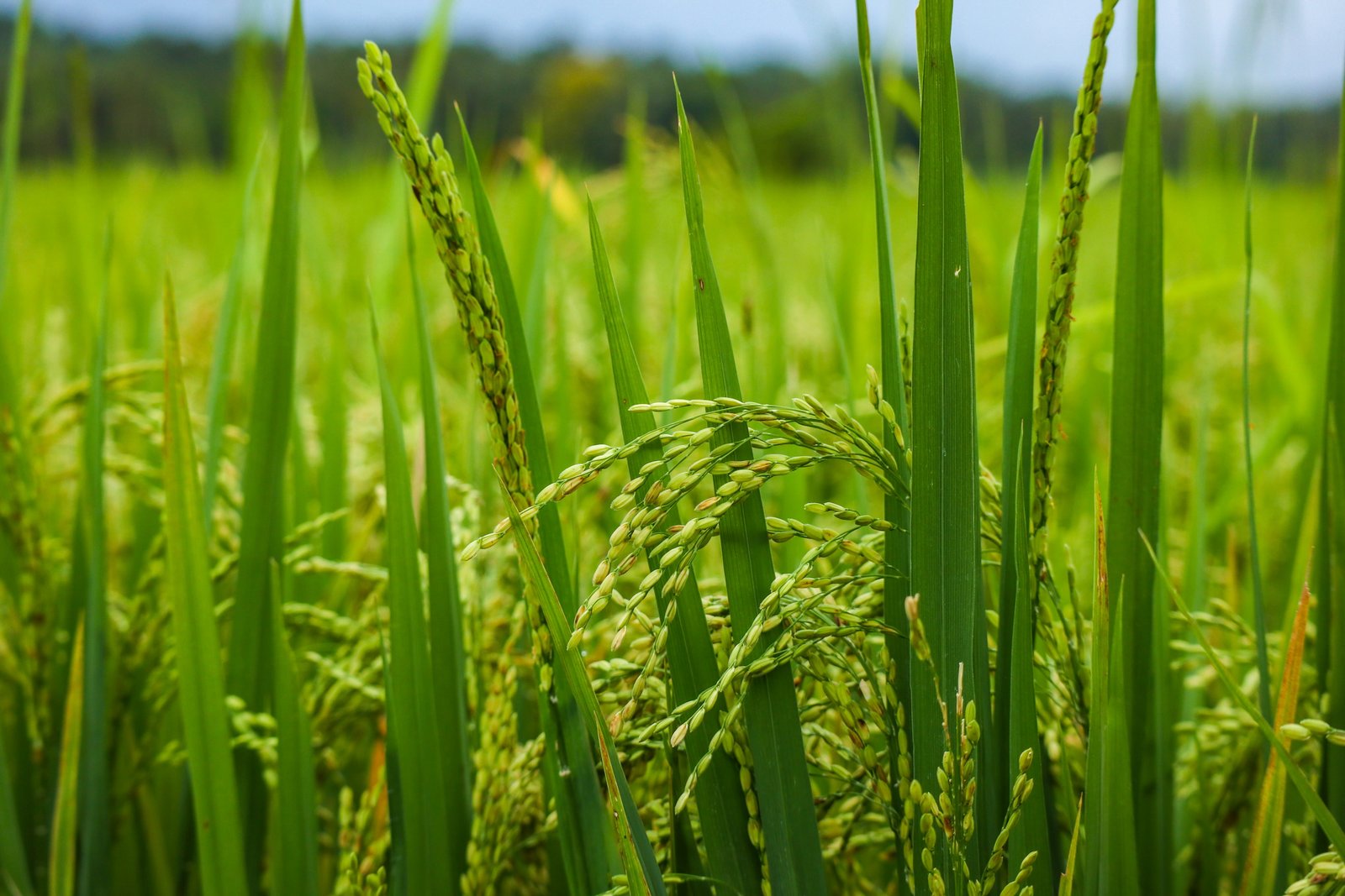 Paddy procurement to begin in eastern UP, Lucknow, Rae Bareli and Unnao from November 1